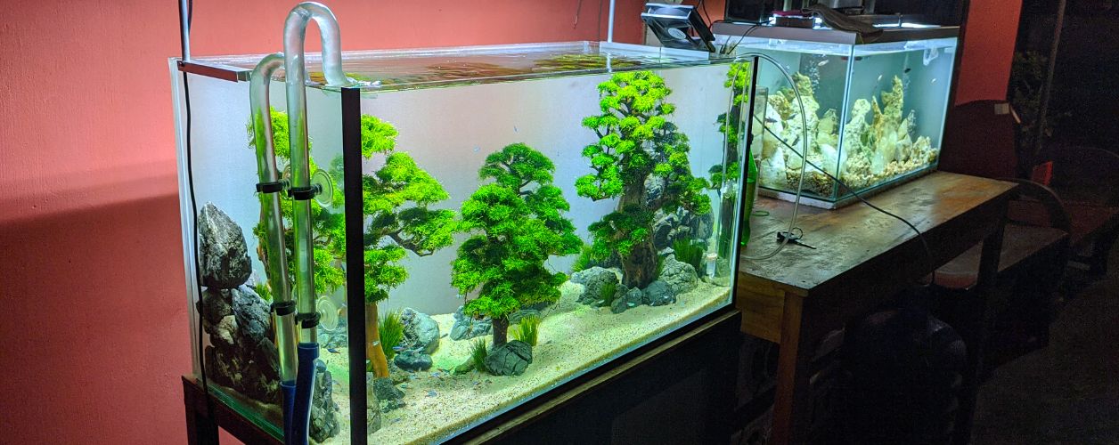 Aquarium Maintenance