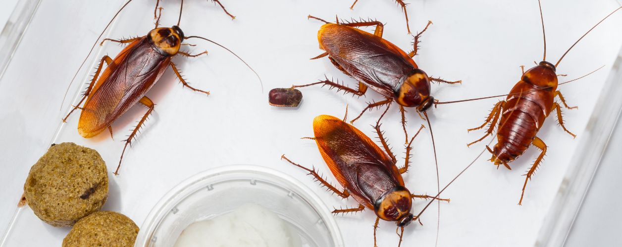 Cockroach Control