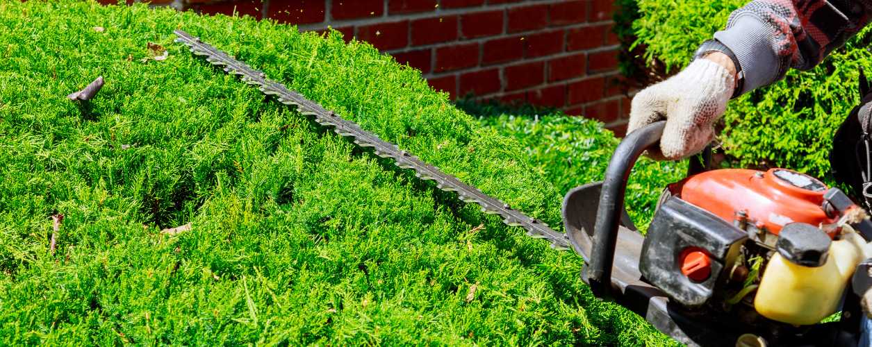 Hedge Trimming