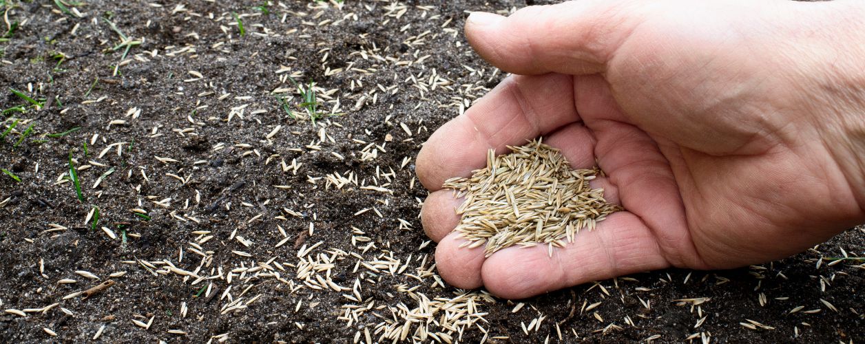 Lawn Seeding Companies