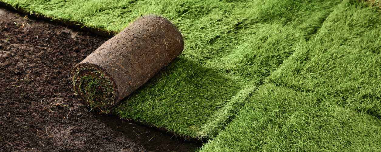 Sod Installation