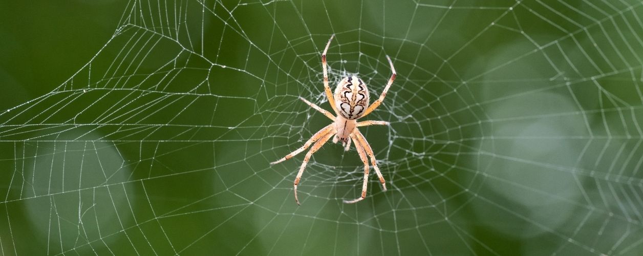 Spider Control