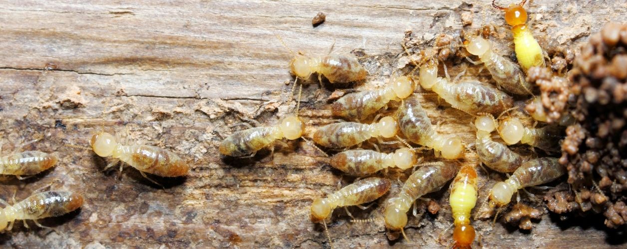 Termite Control