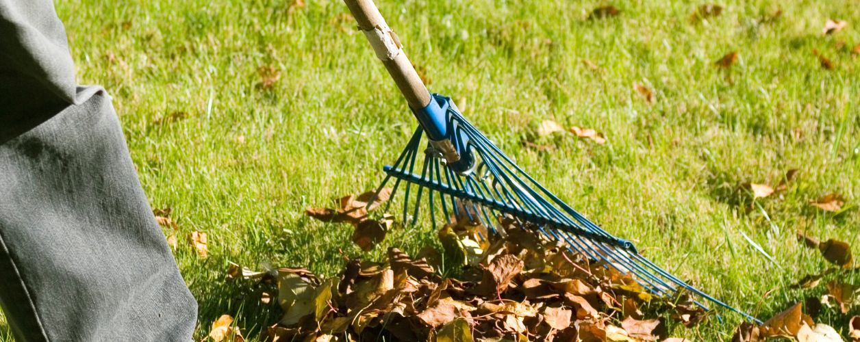 Yard Clean Up Services